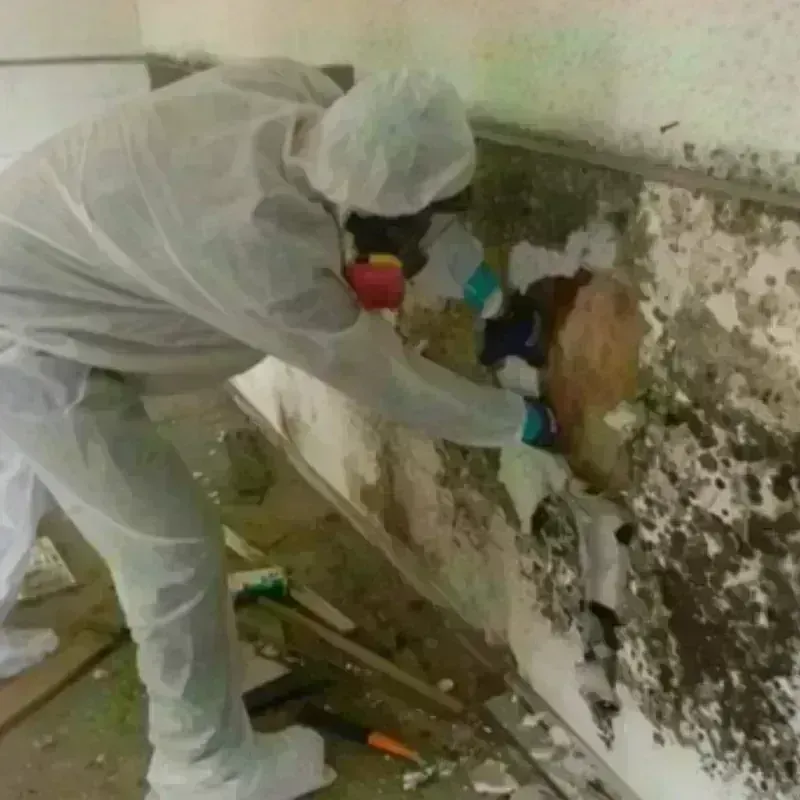 Mold Remediation and Removal in Key West, FL